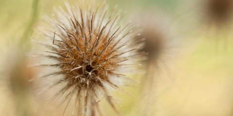 funny unusual prickly dry flower of a echinops in the garden or in the woods