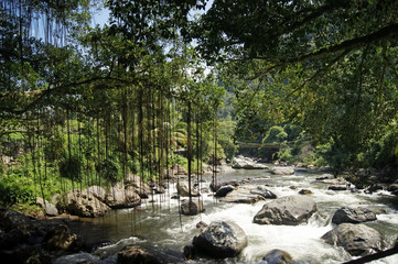 A View From Roots Bridge In Painan West Sumatera