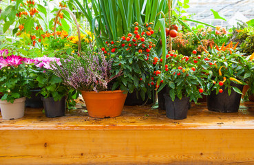 Seasonal farmers market goods display. Colorful flowers for autumn holiday decorations at the agriculture fair. Harvest concept.