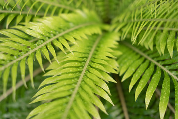 dew drops, droplets on  fern plant leaves closeup  -