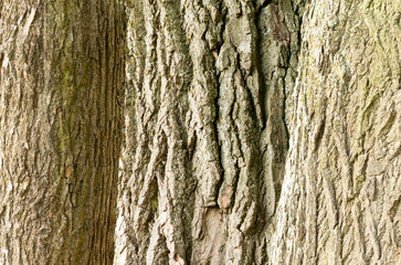 Tree bark texture