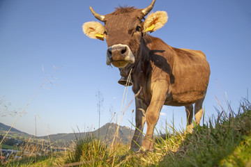 Kuh - Allg&auml;u - lustig - niedlich - Gr&uuml;nten
