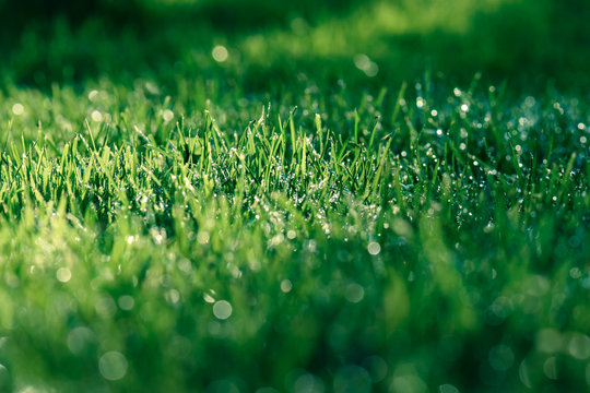 Herrlich frische Wiese mit Tautropfen nach dem Regen oder Tau am Morgen gr&uuml;n und saftig