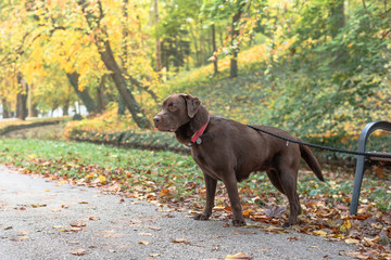 Beautiful big brown labrador dog in park in autumn