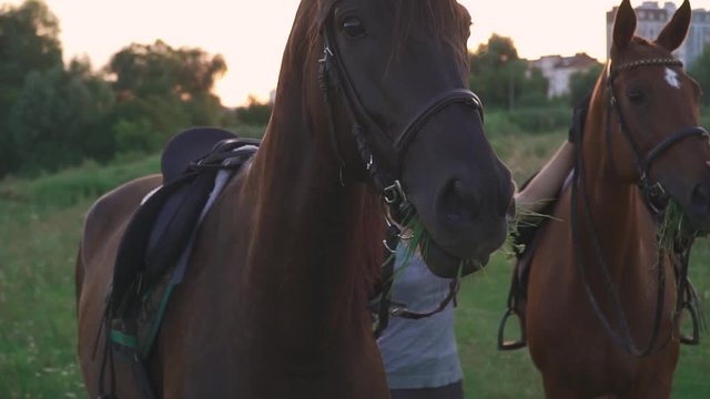 Two horses chew the grass