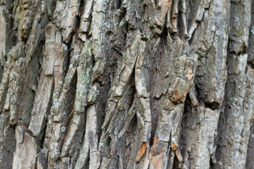 Tree bark texture