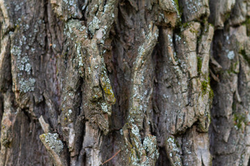 Tree bark texture