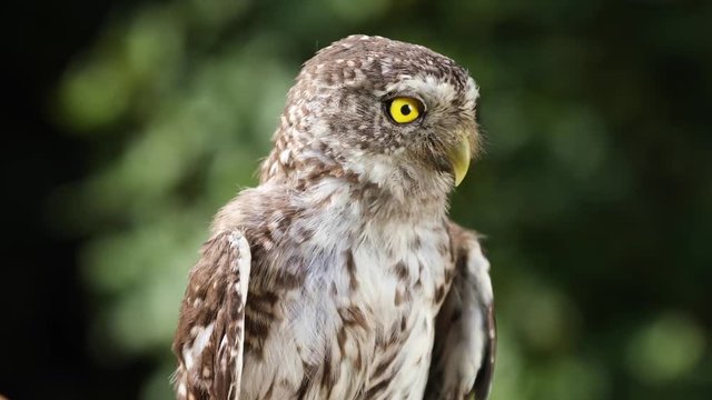 Funny little owl  in the forest on a sunny summer day, closeup
