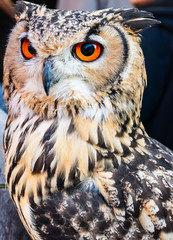 Junger Uhu mit roten Augen
