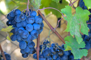 Blue grapes in vineyard