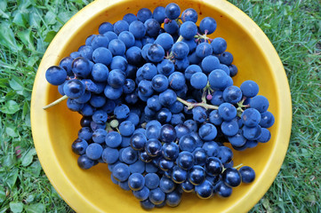 Grapes of blue small grape in a yellow plastic basin