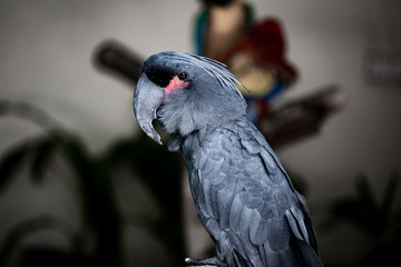 portrait of a parrot