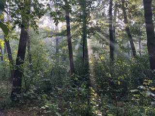 Morning in the forest: Sun ray