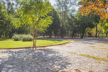 Autumn green forest in daytime sunlight with steps