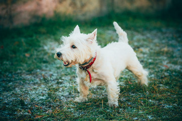 Naklejka na ściany i meble Small West Highland White Terrier - Westie, Westy Dog 