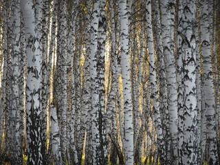 Obraz premium Sunset through autumn birch forest. Texture of birch trunks, solid forest. 