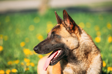 Malinois Dog Sit Outdoors In Grass. Belgian Sheepdog, Shepherd, 