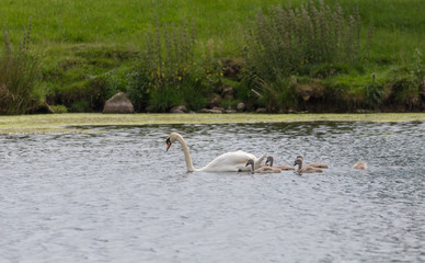Swan and signets
