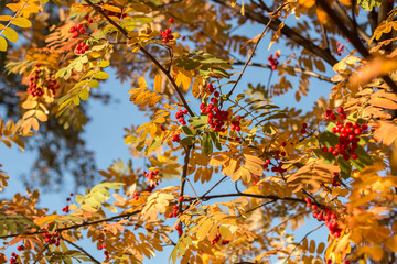 Autumn rowan tree with red berries and colorful leaves.