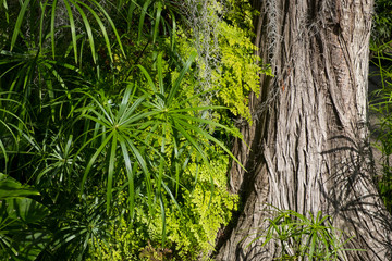 Naklejka premium tree trunk overgrowing plants in tropical forest / jungle
