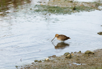 Snipe feeding