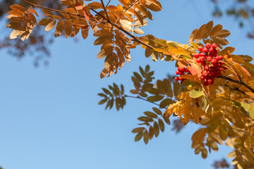 Autumn rowan tree with red berries and colorful leaves.