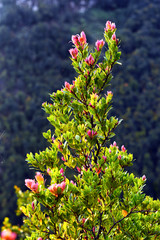 Cantigi trees usually grow in the leaves are reddish green and have black fruit. 