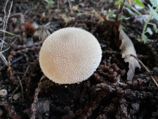 champignon