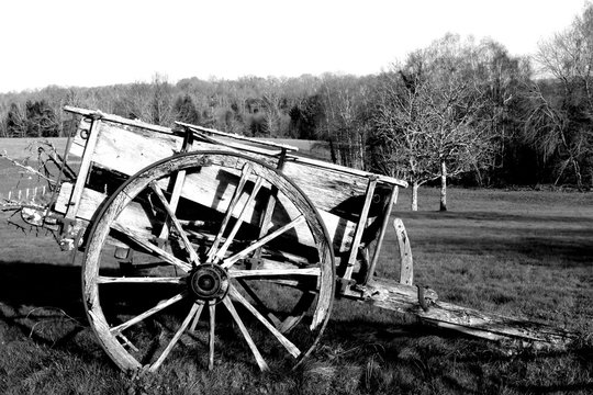 Antique wooden cart used to transport persons and grain. Wheat, corn, barley, grass... Black and white picture.