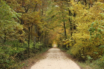leśna jesienna droga