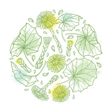 Vector round bunch with outline Tussilago farfara or coltsfoot with leaves and flower in pastel green and yellow isolated on white background. Contour medicinal plant coltsfoot for herbal design.