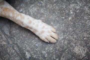 The dog and its stance