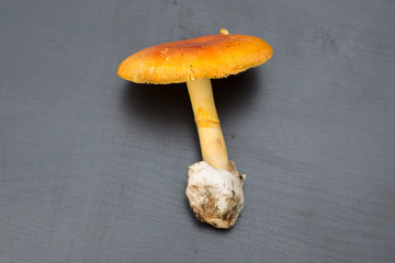 Queen of the mushrooms: grown Amanita caesarea