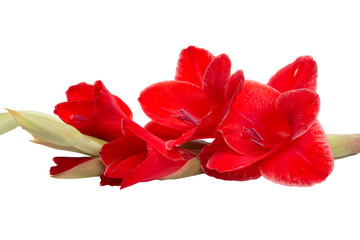 beautiful bright red gladiolus flower isolated on white