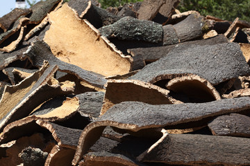 corcho sada de alcornoques para su venta