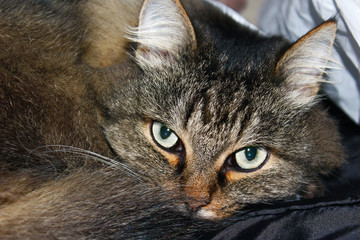 Head of grey fluffy domestic cat close-up, lying, covered with tai