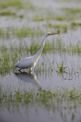 An adult Great egret (Ardea alba) foraging in a nature reserve in Poland. Walking slowly in a field flooded by a river.