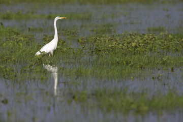 An adult Great egret (Ardea alba) foraging in a nature reserve in Poland. Walking slowly in a field flooded by a river.