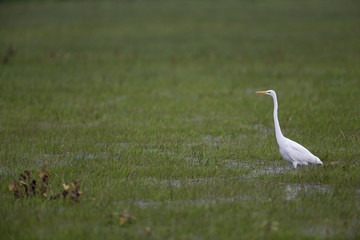 An adult Great egret (Ardea alba) foraging in a nature reserve in Poland. Walking slowly in a field flooded by a river.