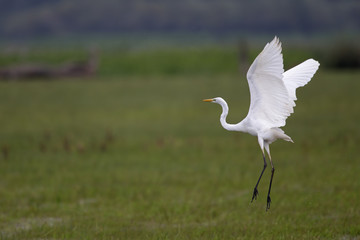 An adult Great egret Ardea alba taking off to the sky in a nature reserve in Poland.
