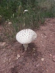 champignon