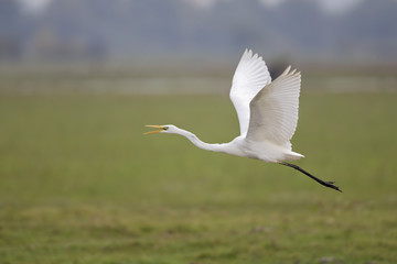 An adult Great egret Ardea alba taking off to the sky in a nature reserve in Poland.