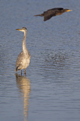 A grey heron (Ardea cinerea) foraging with reflection in the morning in calm blue water. Heron is standing on the left with on the right a cormarant flying in high speed.