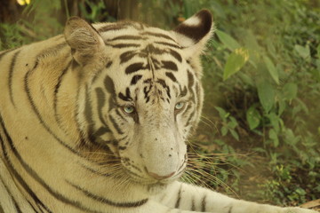 white tiger