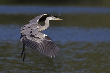 A grey heron (Ardea cinerea) in flight infront of a blue and green water background. 