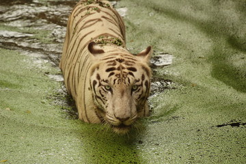 tiger in water