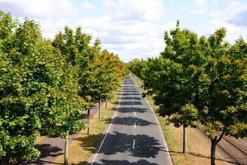 Tree lined road in Magdeburg, Germany