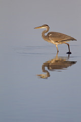 A grey heron (Ardea cinerea) foraging with reflection in the morning in calm blue water.