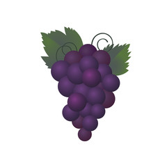A bunch of purple grapes 