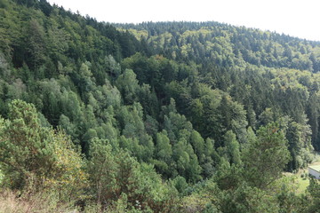 Fototapeta na wymiar Hügelige Waldlandschaft